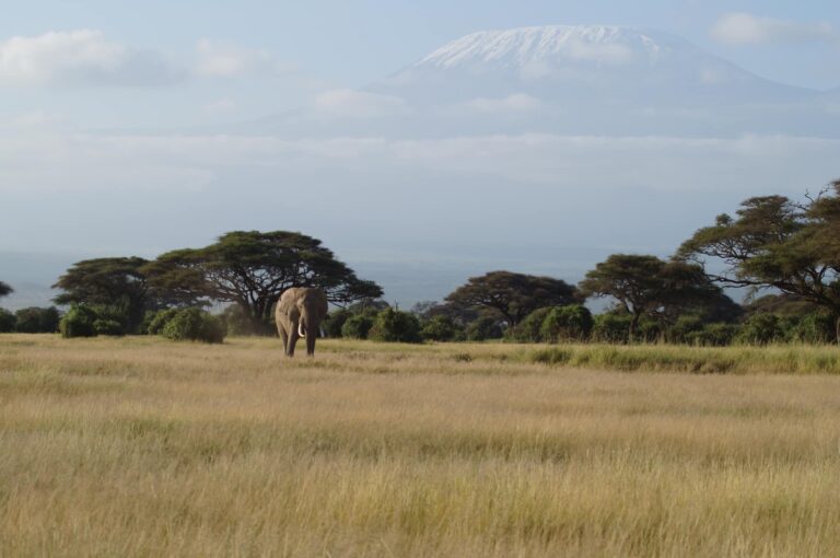 Amboseli safari