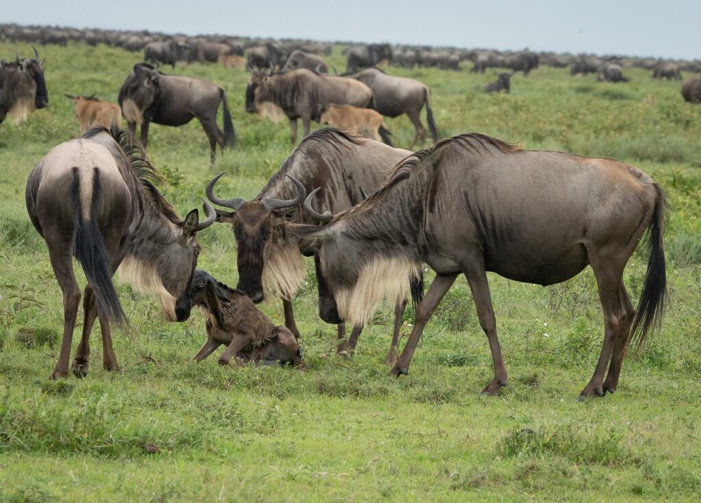 Serengeti calving season