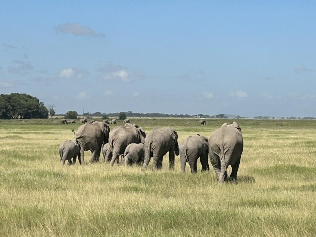 Amboseli National Park