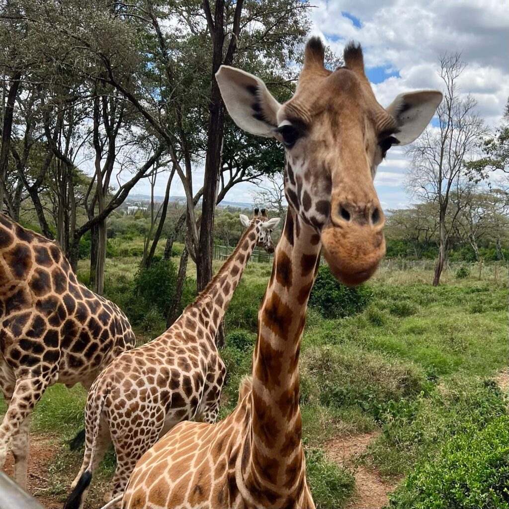 Nairobi Giraffe Center