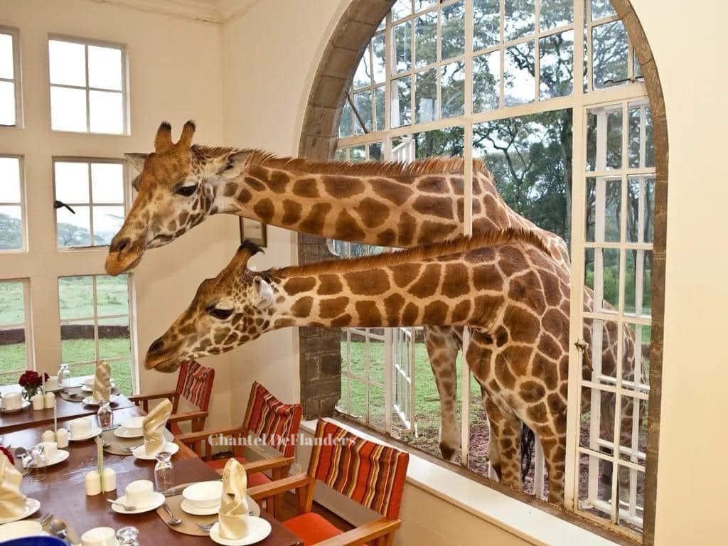 Giraffe Manor Kenya