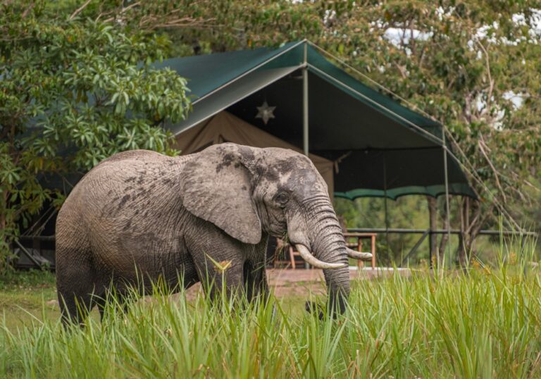 Governors camp Masai Mara