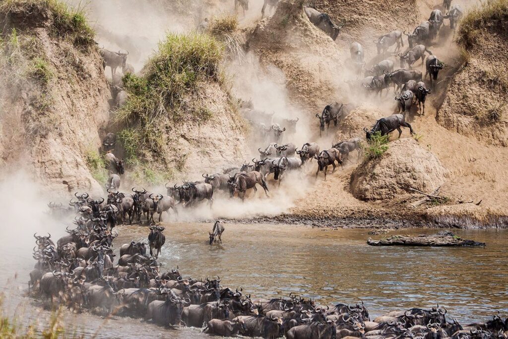 Serengeti Great Migration