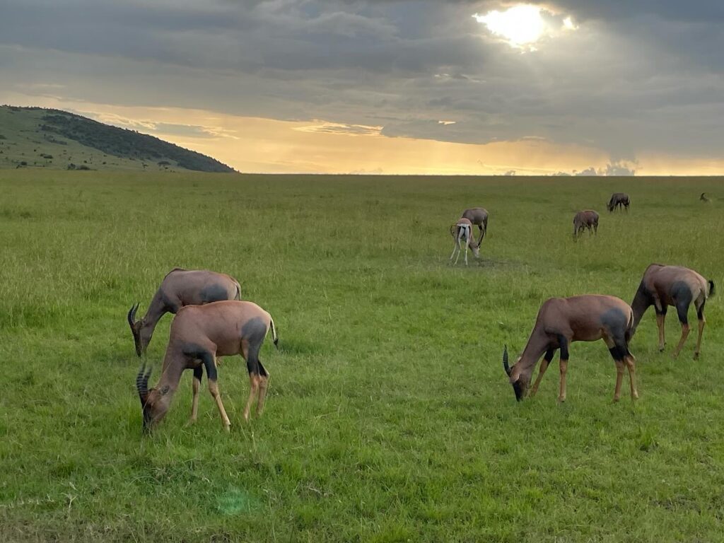 Maasai Mara Kenya