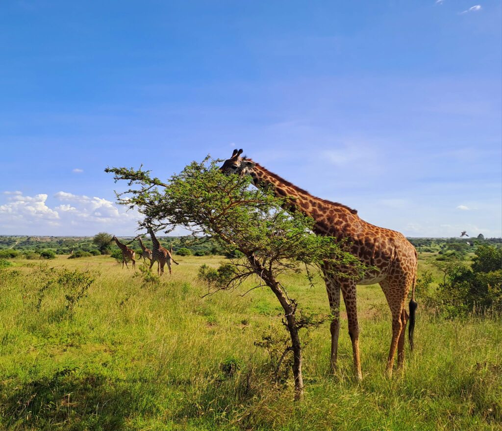 Nairobi National Park Safari