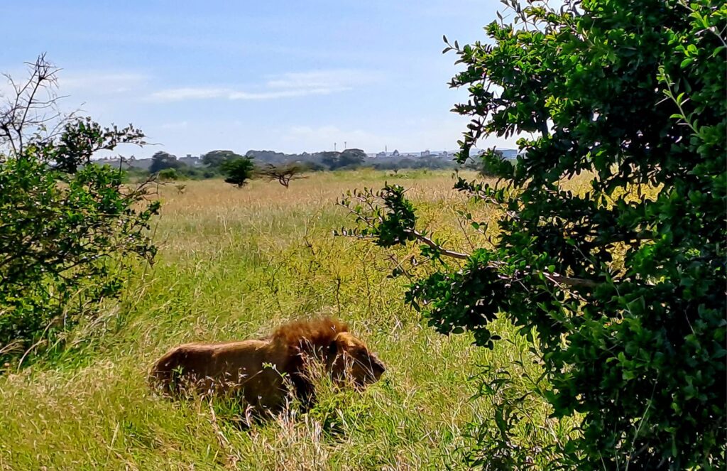 Lion at Nairobi National Park