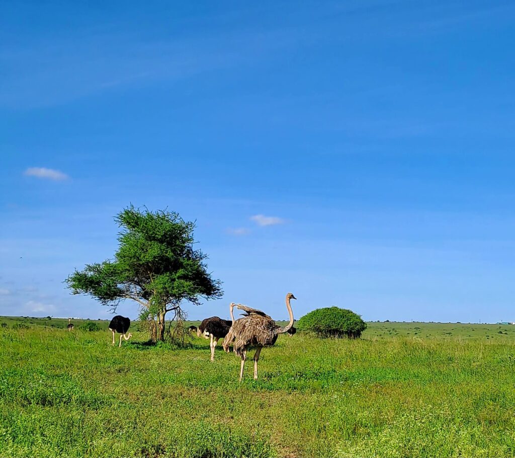 Ostrich at the Nairobi National Park