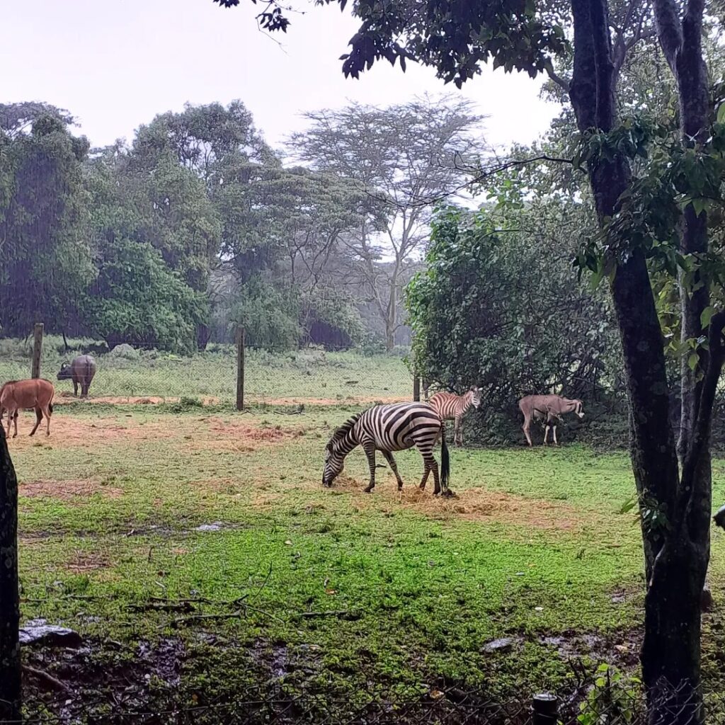 Nairobi Safari Walk