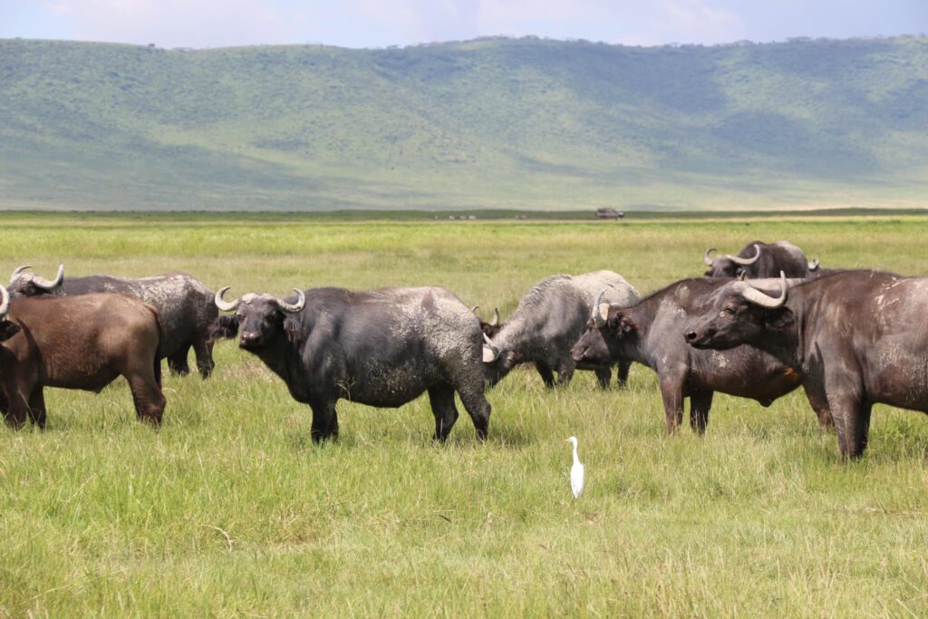 Ngorongoro Wildlife Viewing