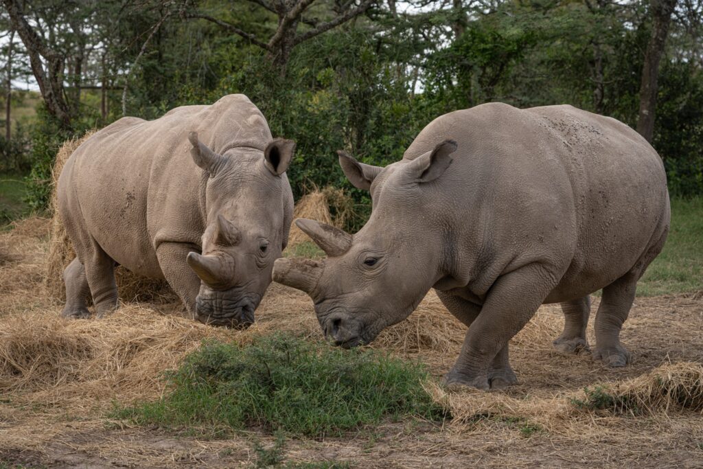 Ol Pejeta Conservancy 