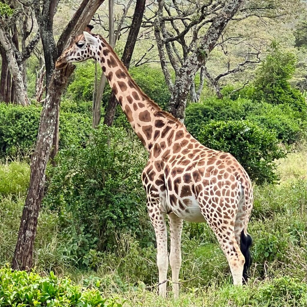 Rothschild giraffe