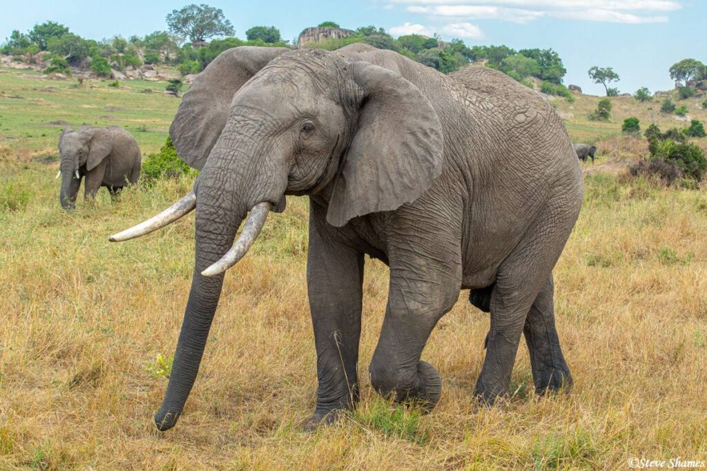 Best time to visit Serengeti