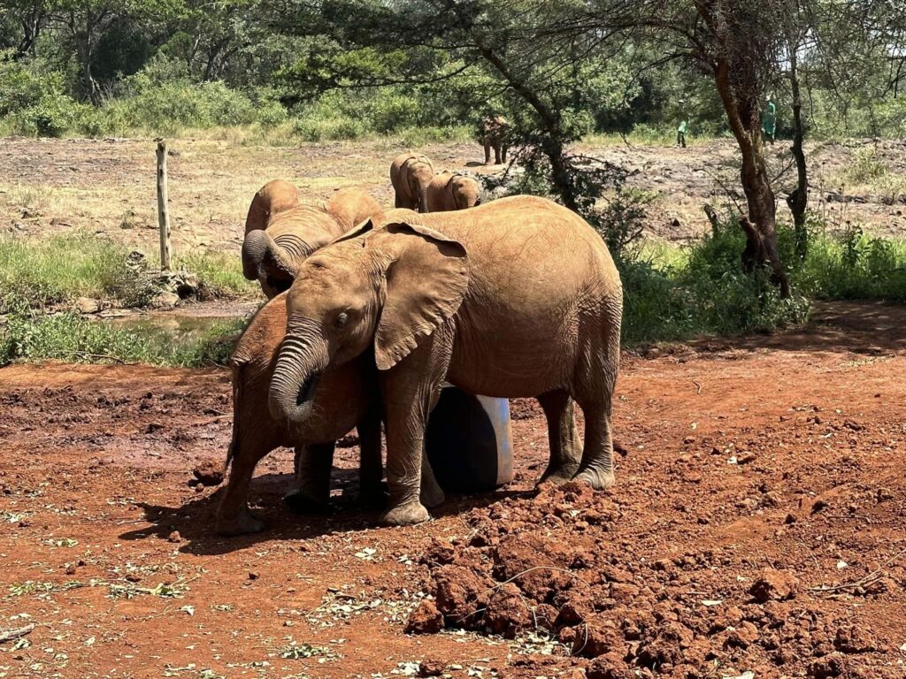  Sheldrick Wildlife Trust