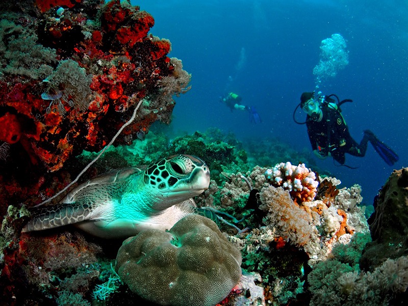 Diving in Zanzibar