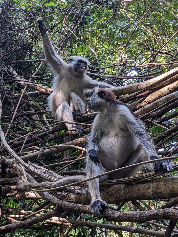 Jozani Forest Colobus Monkeys