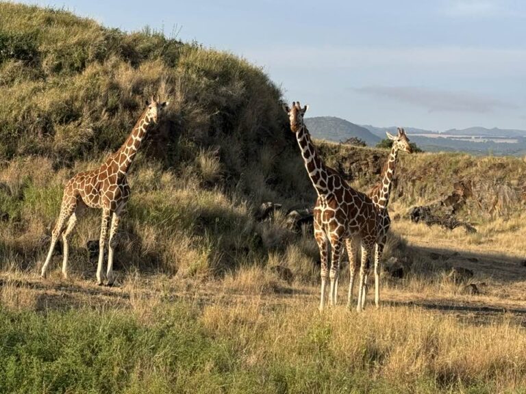 Lewa Wildlife Conservancy