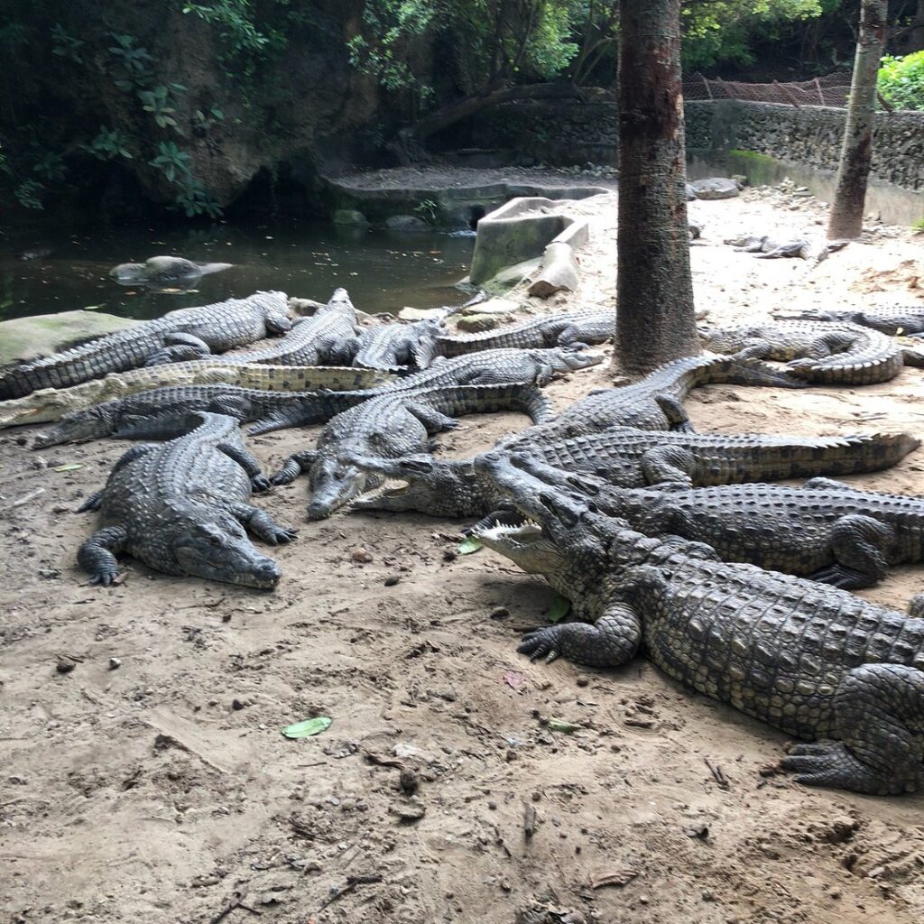 Mamba Village Mombasa