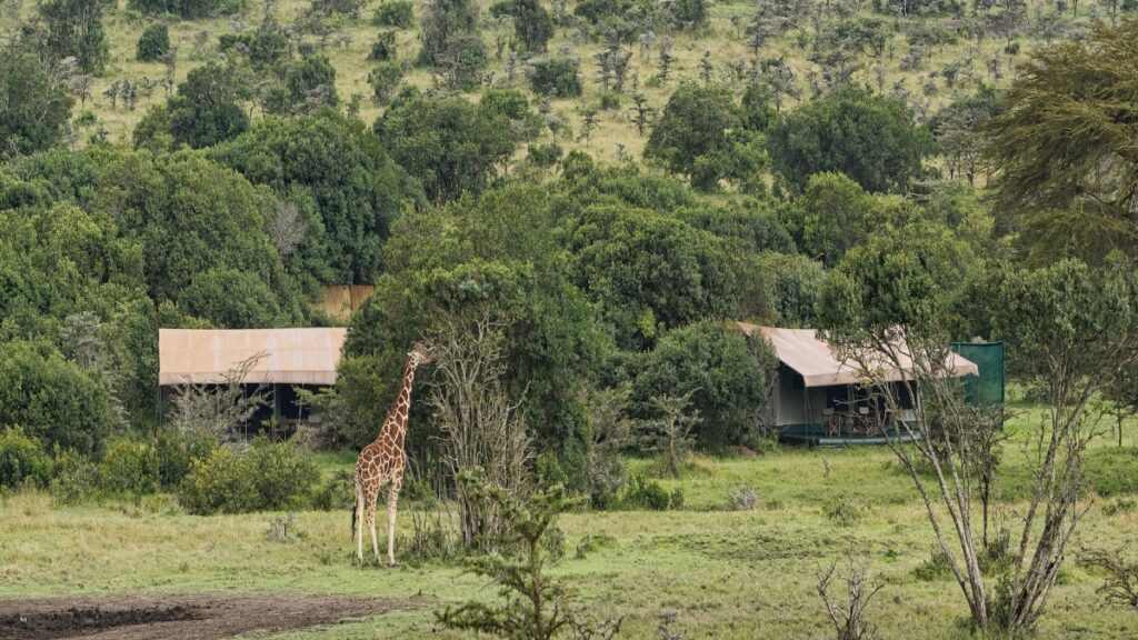 Porini Rhino Camp