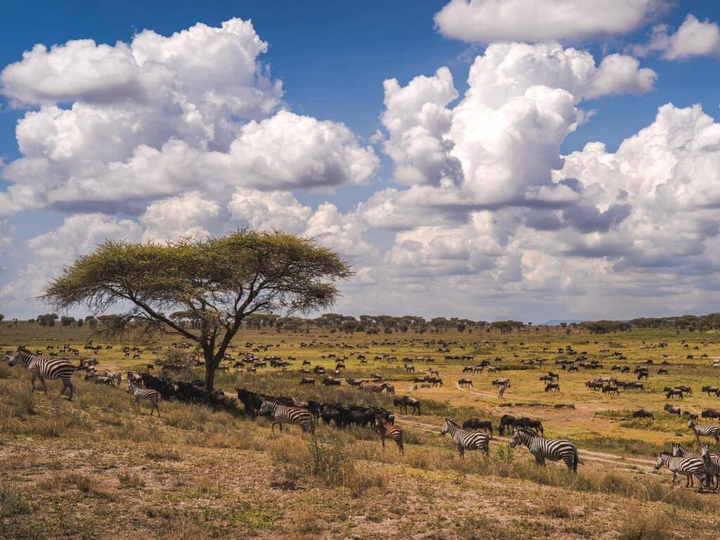 Kenya vs Tanzania