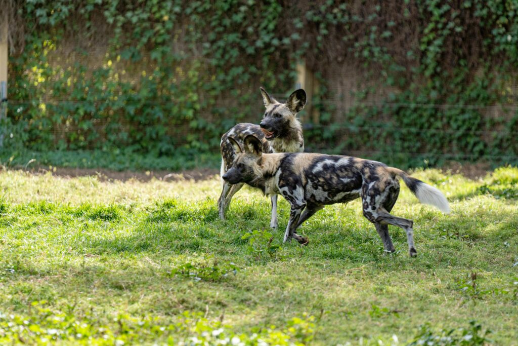 The African Painted Dogs