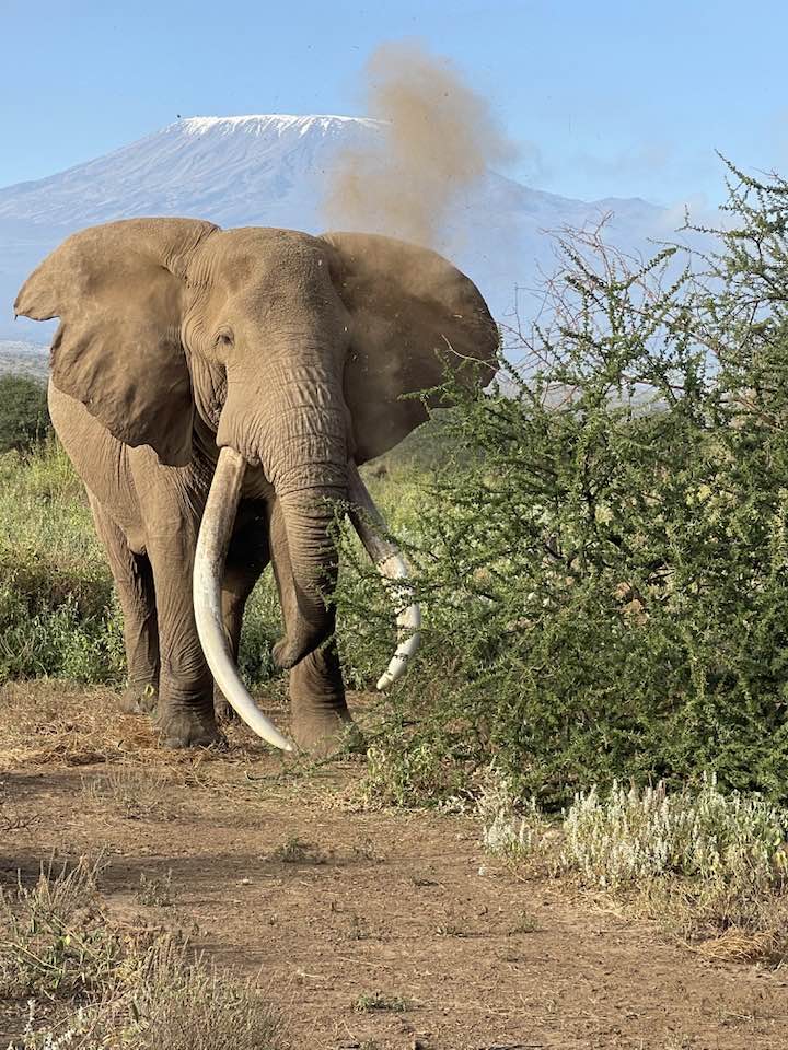 The decline of Amboseli Super Tuskers