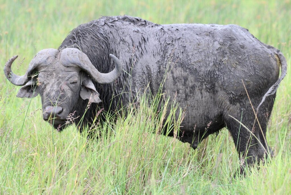 Cape Buffalo