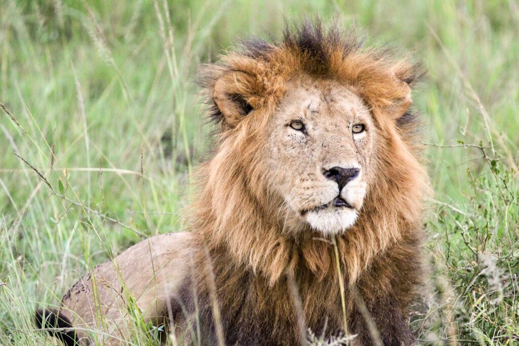 The Big 5 Animals in Kenya and Where to See Them – Safariclock Adventures