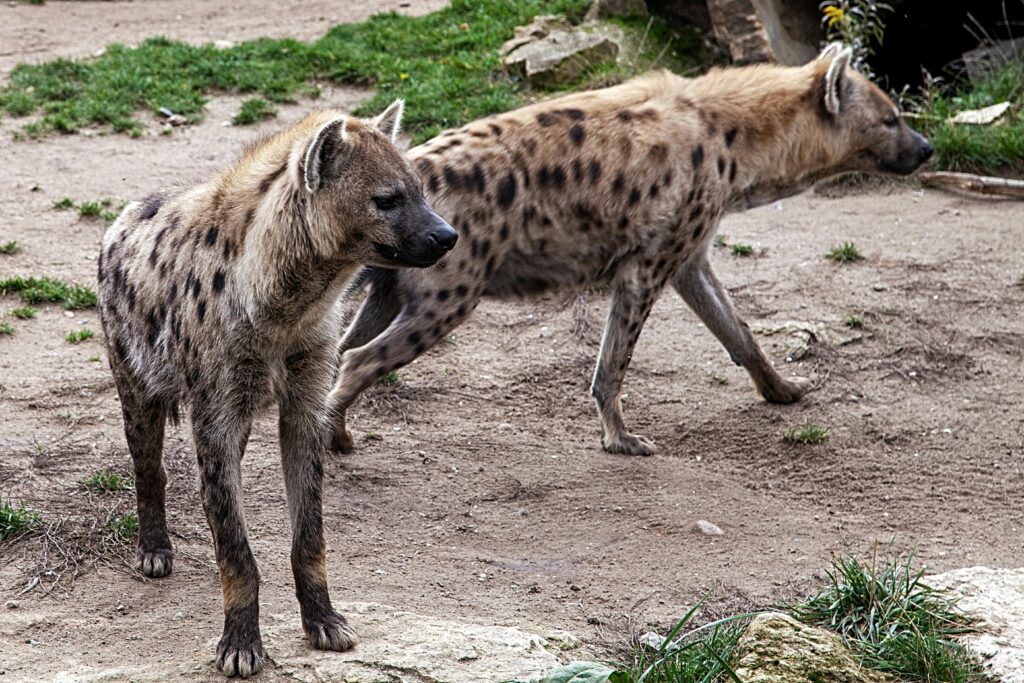 Hyena