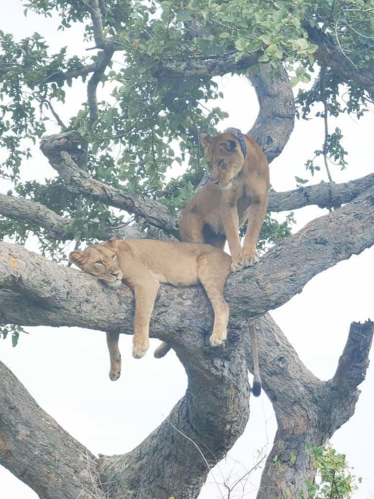 Lions in Queen Elizabeth National Park Uganda