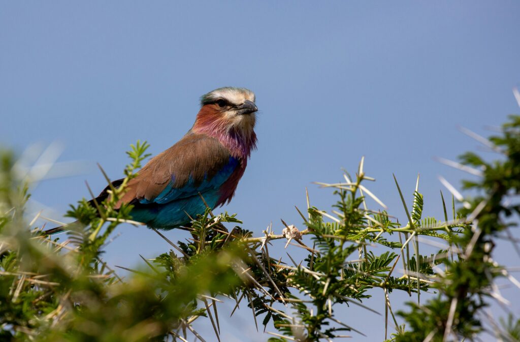 Kenya's National Bird