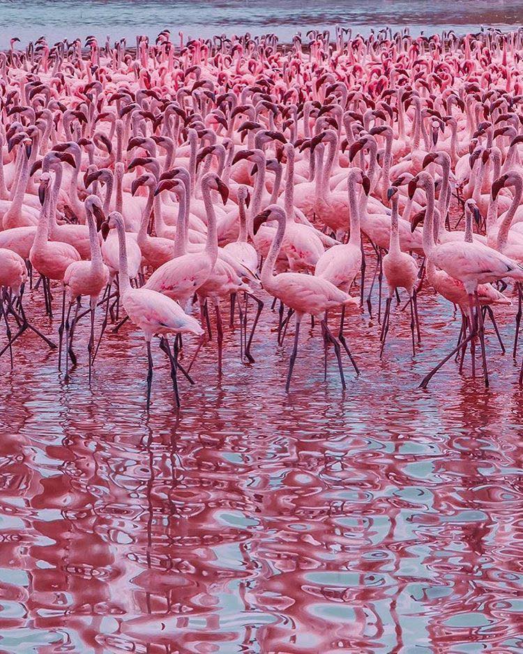 The flamingos of Lake Bogoria