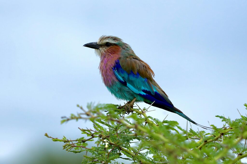 Lilac-breasted Roller