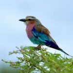 Lilac-breasted Roller