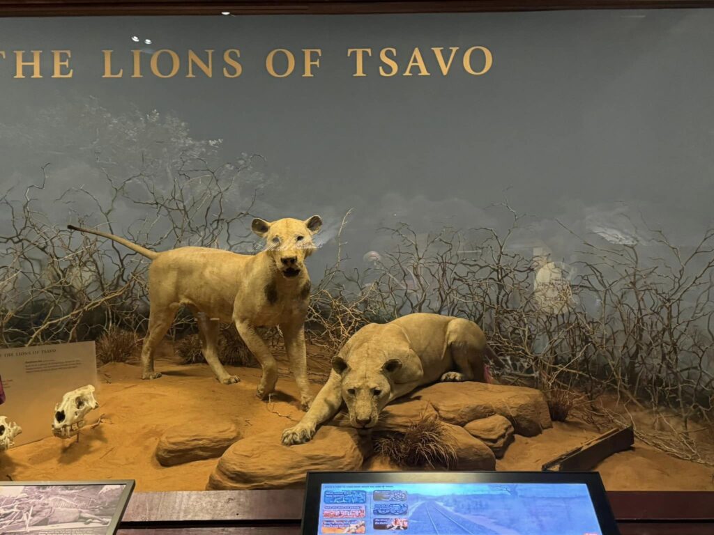 The man-eater lions of Tsavo