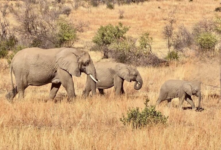 Elephant attacks