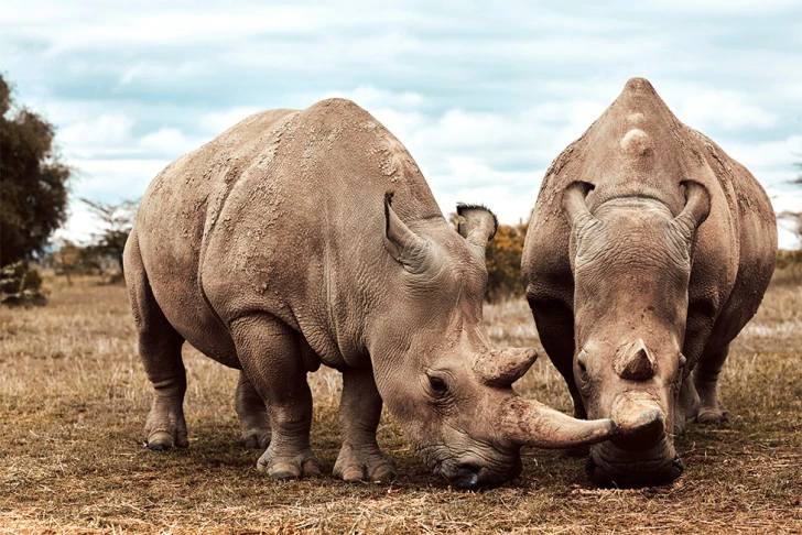 The Two Remaining Northern White Rhinos in the world