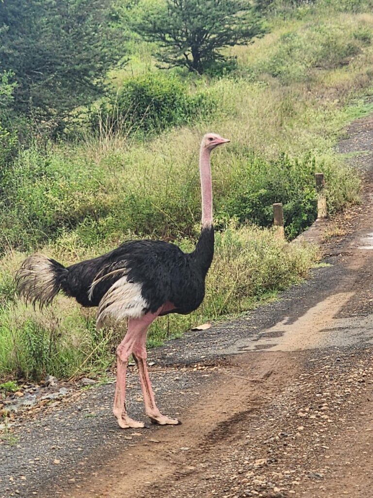 Facts about ostriches