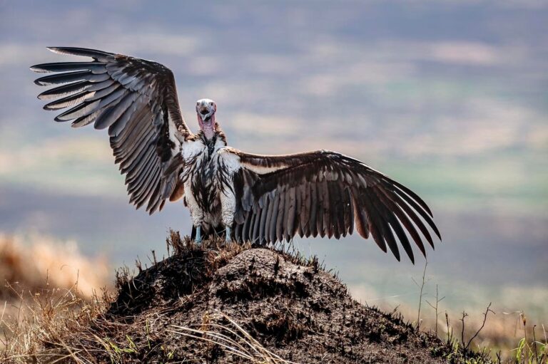 Birds of prey in Kenya