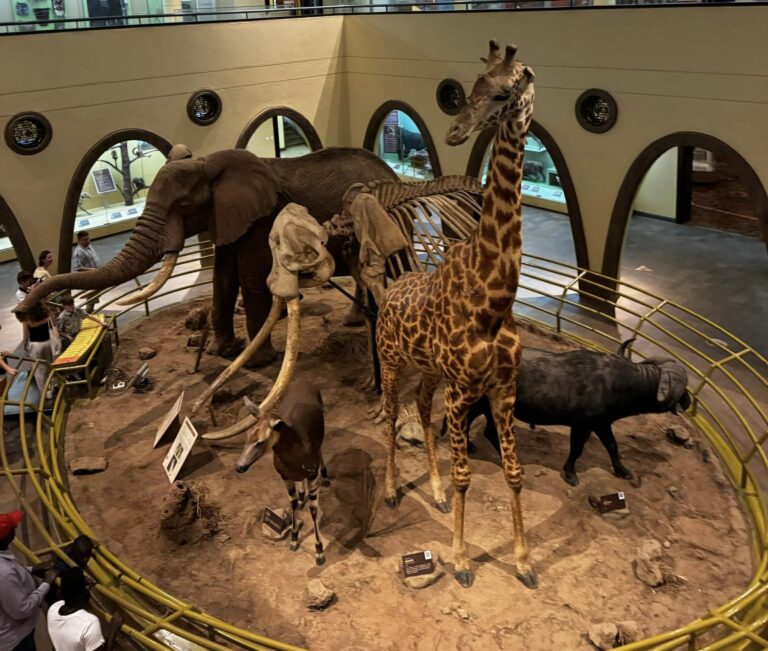 The Location of Nairobi National Museum and Interesting Things to Do ...