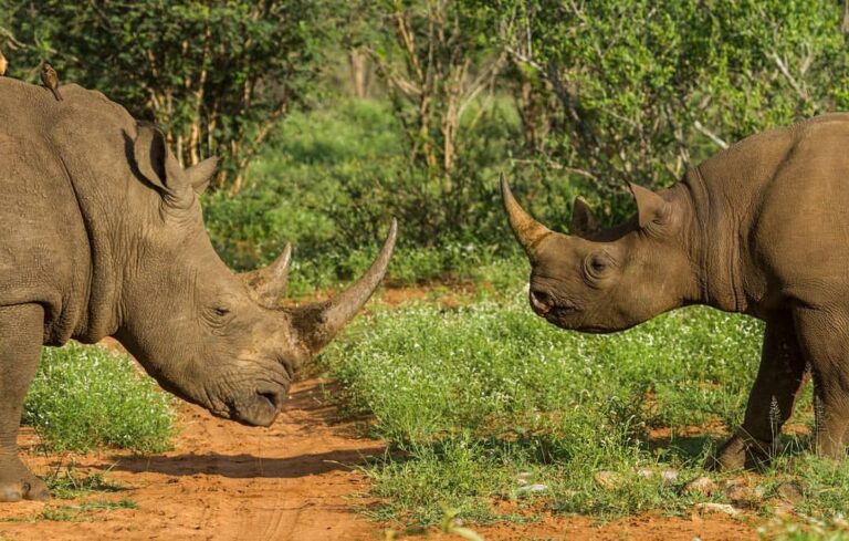 White vs Black Rhino