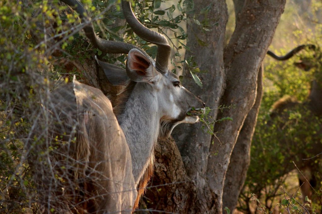 Close up photo of animals