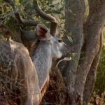 Close-up photo of eland