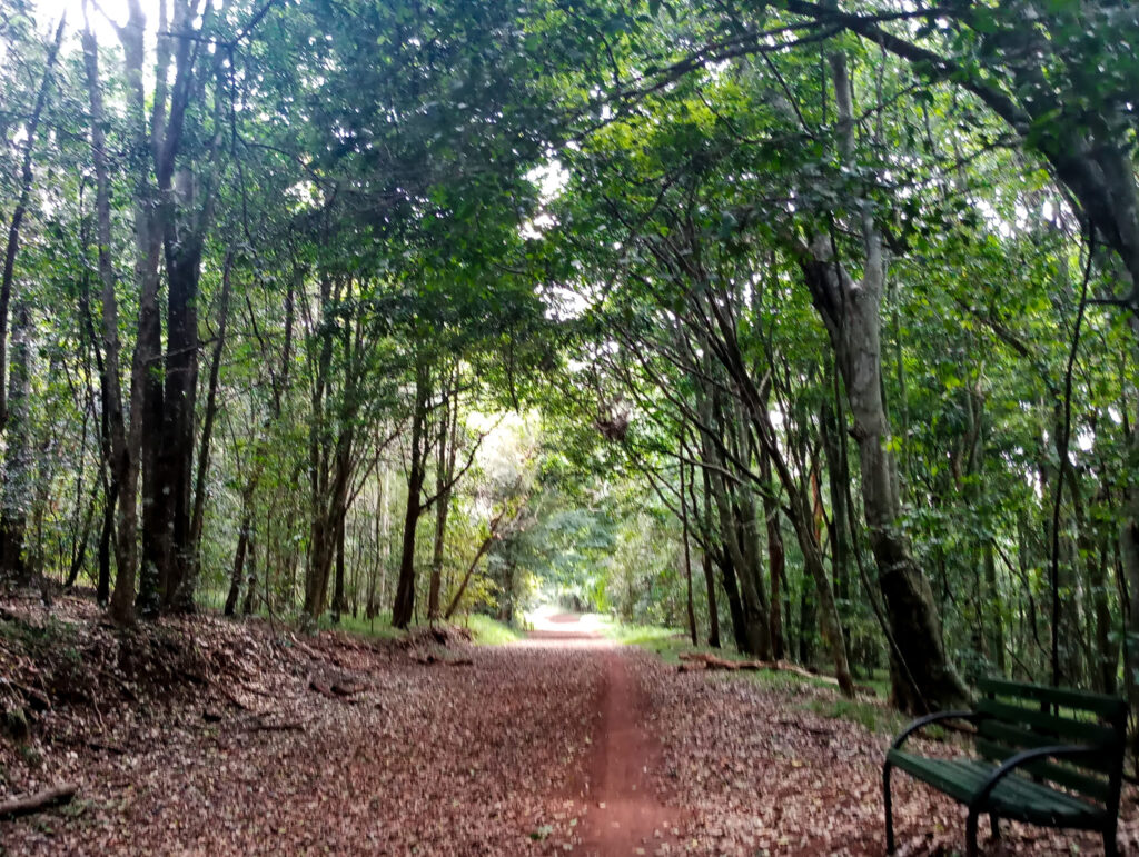 Karura Forest Nairobi Kenya