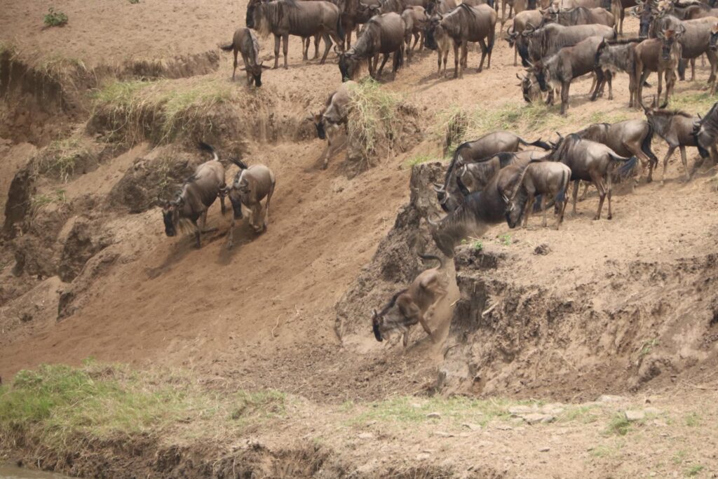 Masai Mara Great Migration