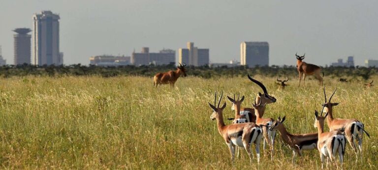 Nairobi National Park